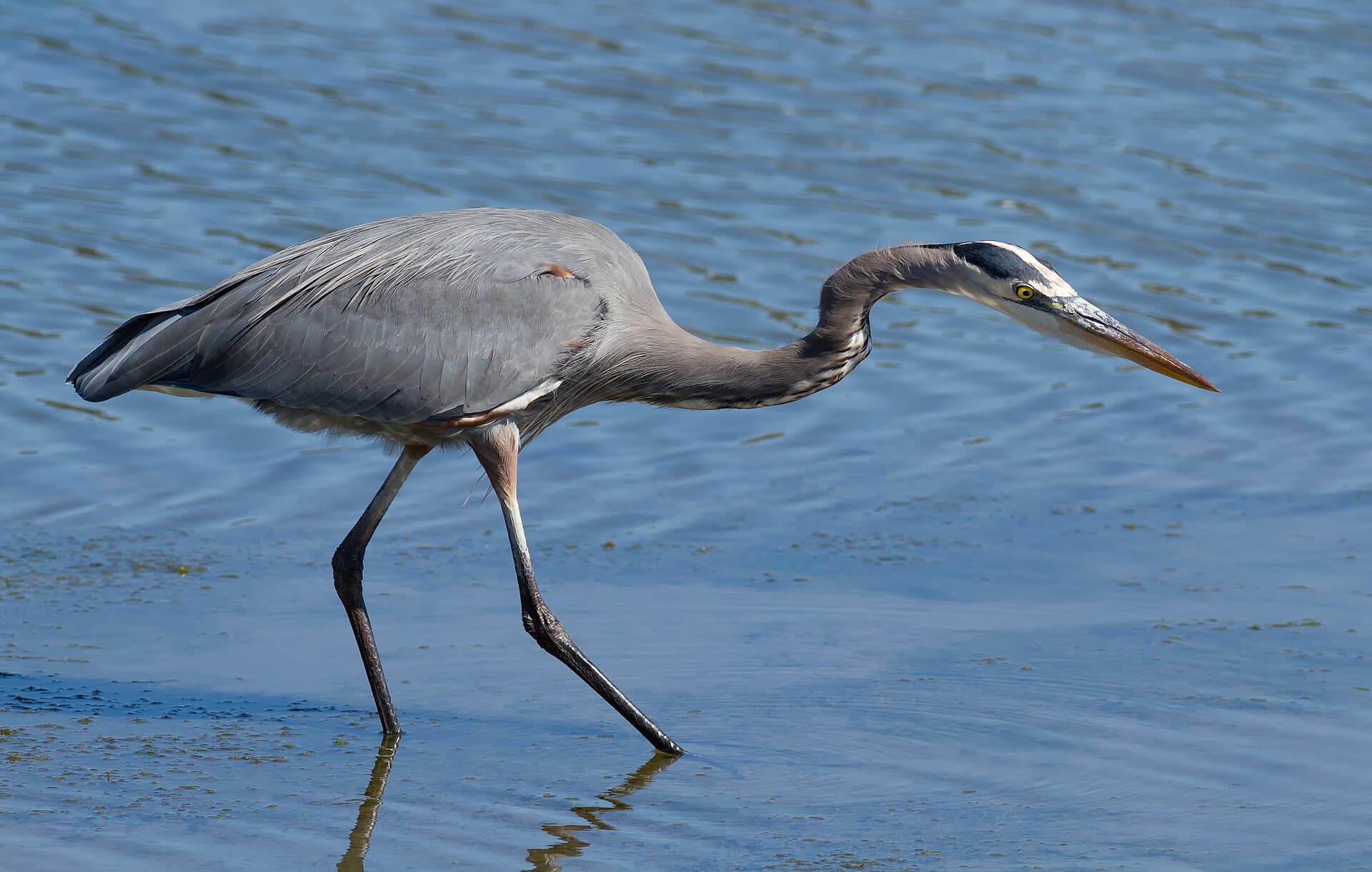 A great blue heron hunting at the water's edge
