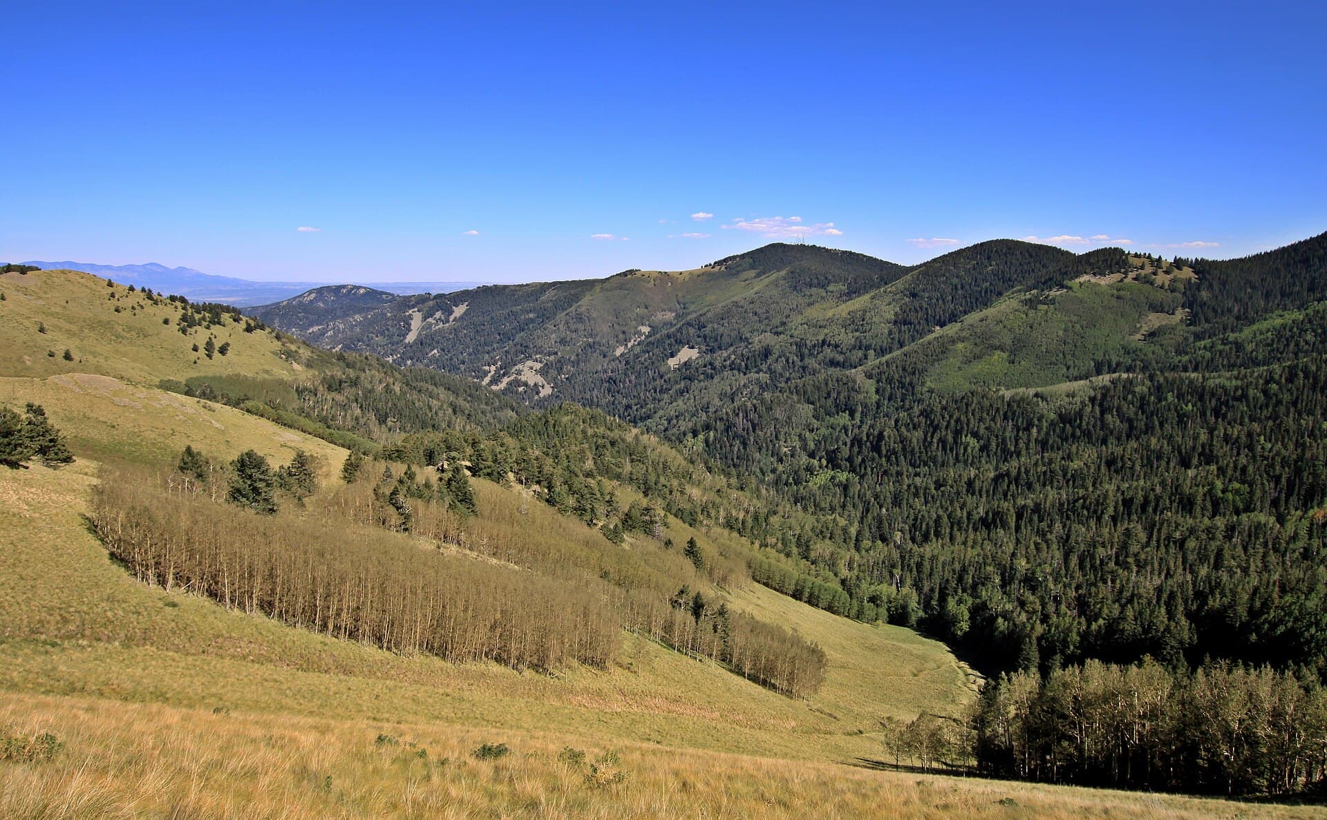 Forested slopes above Ruidoso