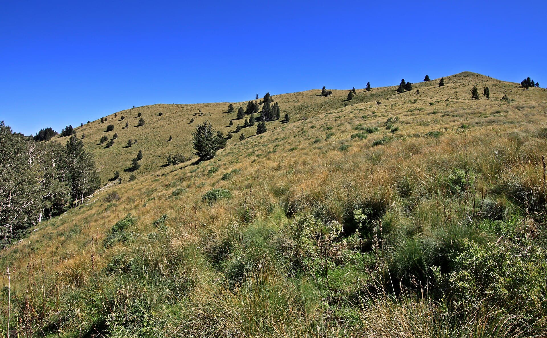 Summer grass and forest in the Lincoln National Forest