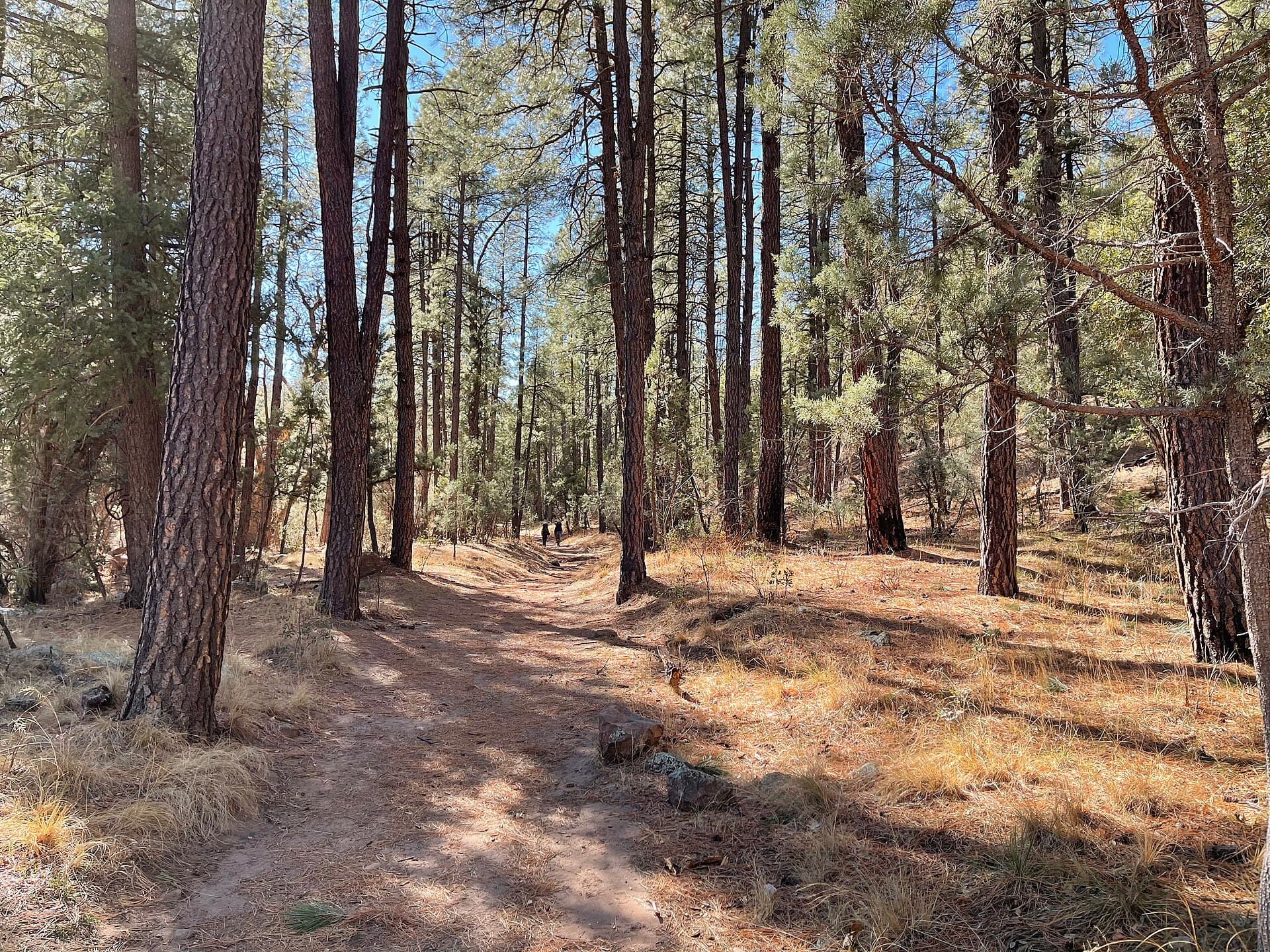 Ponderosa pine forest of the kind that surrounds Grindstone Lake