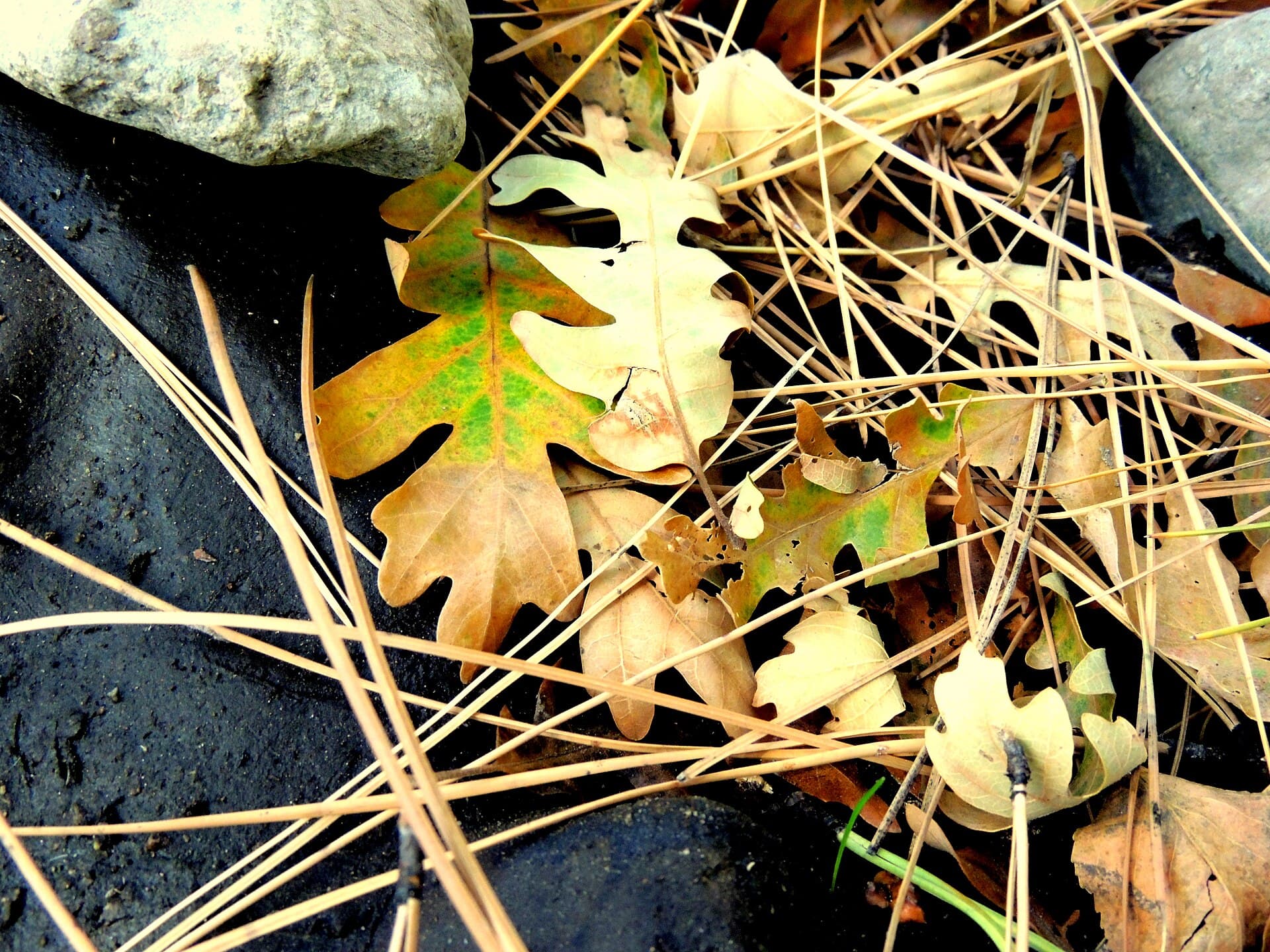 Fallen leaves and pine needles on the ground in Ruidoso