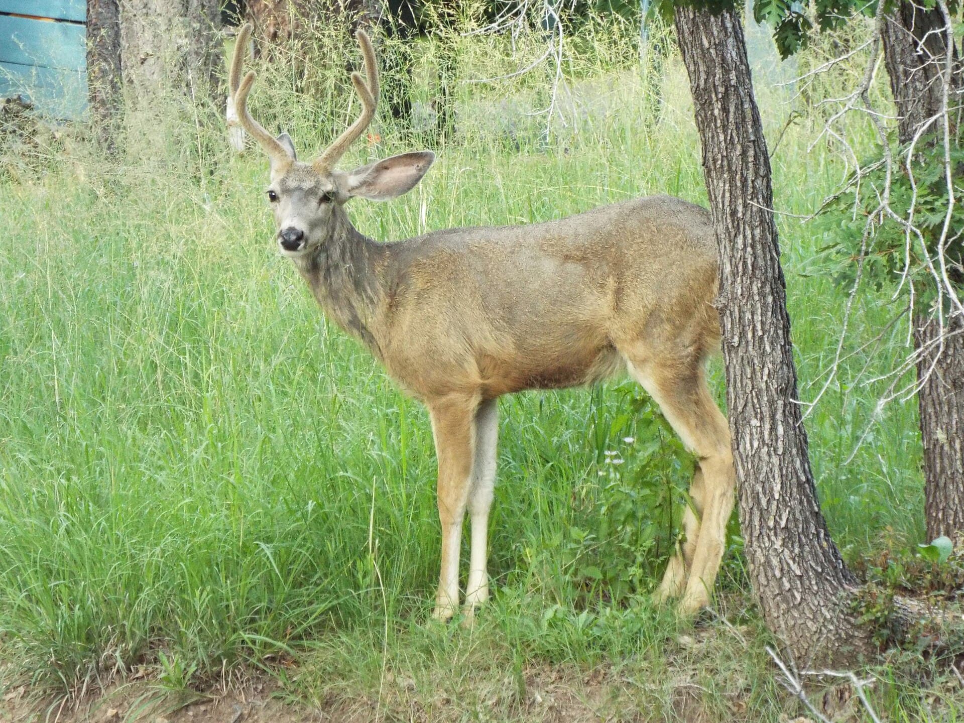 Best Things to Do in Ruidoso with Kids: A Family Guide