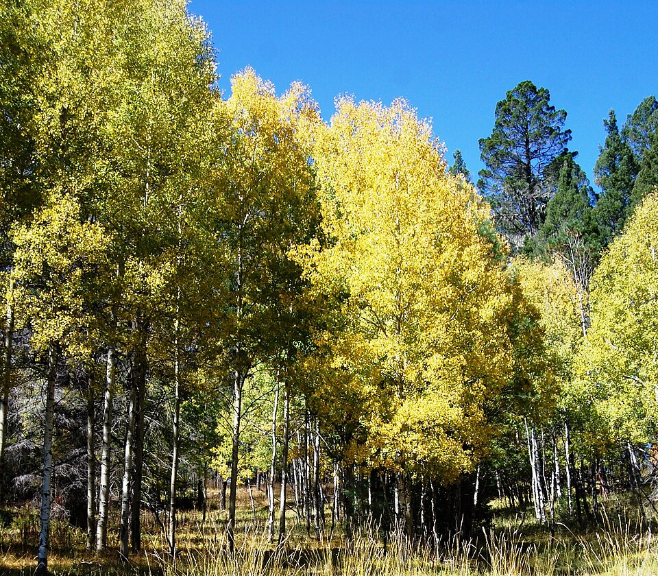Autumn aspens along the South Fork Trail in Lincoln National Forest, Ruidoso NM