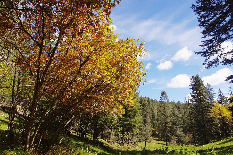 Ponderosa pine forest in Lincoln National Forest near Ruidoso, NM